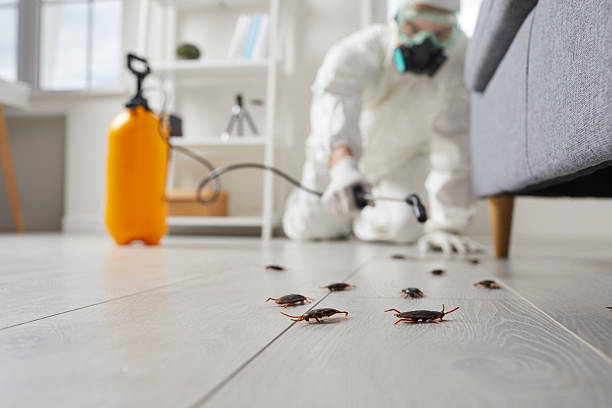 Affordable Termite Control solutions in Fletcher, NC